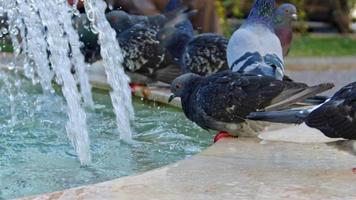 Flock of Pigeons Standing and Drinking Water in City Fountain