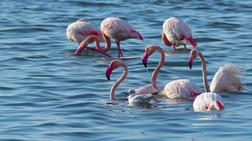 flamingo's voeden in de oceaan water