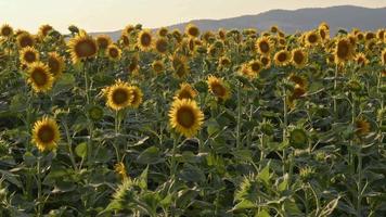 zonnebloemen in de veld- gedurende de oogst seizoen video