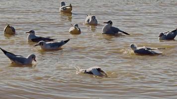 flock av seagulls badning och rengöring i hav vatten video