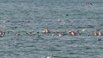 flamingo voeden Aan blauw water zee video