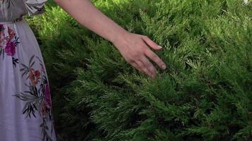 Close Up of Female Hand Touching on Pine Tree video