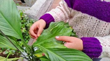 Little Girl Touches Broadleaf Plant Leaves video