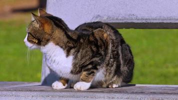 chat errant se reposant sur un sol en béton