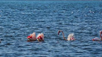 flamingo matning på blå vatten hav video