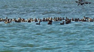 Flock of Cormorants Searching for Food in Ocean Water