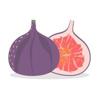 Ripe fig fruit and half a fig. Isolated on white background. vector