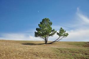 pino doble. el paisaje es alto en las montañas. Árbol solitario foto