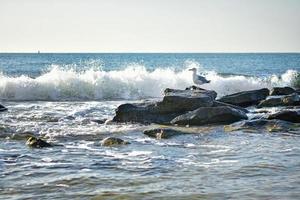 seascape where a seagull sits on the rocks in the sea and a wave with splashes breaks right behind it photo