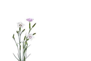 white and lilac carnations isolated on white background photo