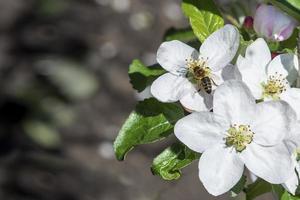 Flower Tree Stock Photos, Images and Backgrounds for Free Download