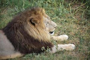 a large lion with a thick mane and large paws lies on the grass photo