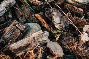 hierba que crece entre rocas y viejos troncos de madera foto