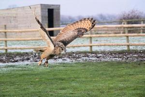 A view of an Eagle Owl photo