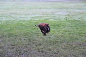 A view of a Harris Hawk in flight photo