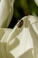 White tulips with an insect on a petal photo