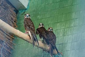 An eagle and a falcon sit on a close-up branch photo