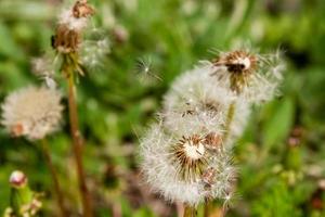 Macro dandelions on a background of green grass photo