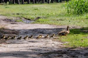 duck with ducklings move to the pond photo
