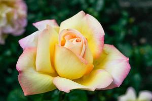 Flowering summer rose in bud photo