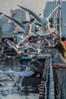 seagull flying high on the wind. flying gull. Seagull flying in to eat the food that people give them photo