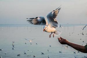 seagull flying high on the wind. flying gull. Seagull flying in to eat the food that people give them photo