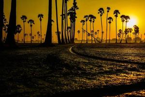 landscape of Sugar palm tree during twilight sunrise  at Pathumthani province,Thailand photo
