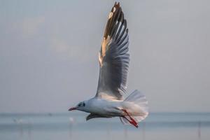 seagull flying high on the wind. flying gull. Seagull flying photo