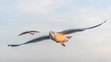 gaviota volando alto en el viento. gaviota voladora gaviota volando foto