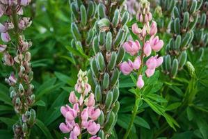 Lupine plant with seed pods and pink flowers, Lupinus polyphyllus in the garden photo