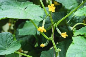 Cucumber plant vine with kukes and flowers in greenhouse photo