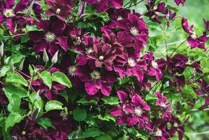 Clematis Niobe in garden, climber plant support, purple mauve flowers in summer photo