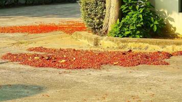 Gardener is cleaning red thousand flower of india oak falling on concrete floor in the morning video