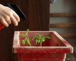 primer plano de la mano de un niño rociando la planta de la casa con una botella de spray de agua limpia, concepto de plantación en el hogar foto