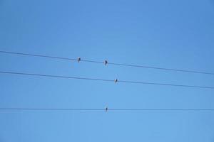 Birds perched on power lines, sky background photo