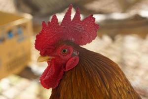 Beautiful, colorful chicken with colorful feathers. photo