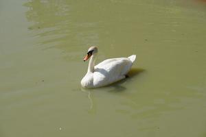 The geese float in the river looking for food. photo