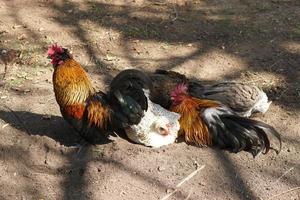 Beautiful, colorful chicken with colorful feathers. photo