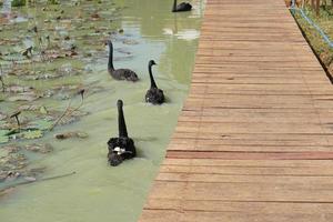 The geese float in the river looking for food. photo