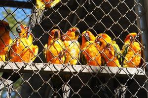 Colorful parrot caged in a cage photo