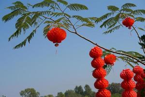 Red lanterns decorate the Chinese New Year tree photo