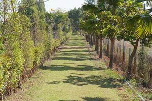 Beautiful walkway in the park photo