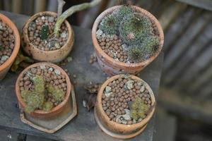 Cactus in an old pot in a cafe photo