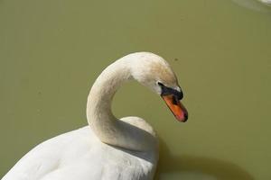 los gansos flotan en el río buscando comida. foto