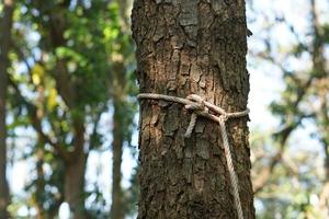 gray rope tied to a tree photo