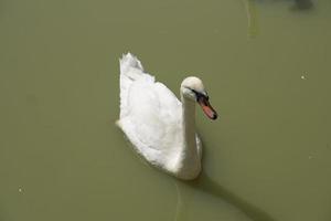 The geese float in the river looking for food. photo