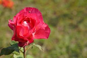 beautiful red rose on the tree Bring it to your lover on Valentine's Day. photo