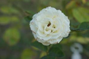 beautiful white rose on the tree Give your lover on Valentine's Day. photo