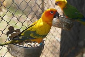 Colorful parrot caged in a cage photo