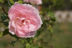 beautiful pink rose on the tree Give your lover on Valentine's Day. photo